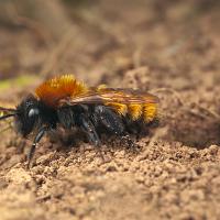 Tawny Mining Bee and Nest Hole 2 